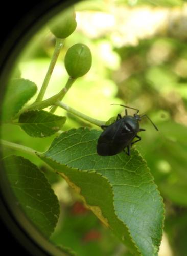 Réf. 264 584 : Deraeocoris trifasciatus